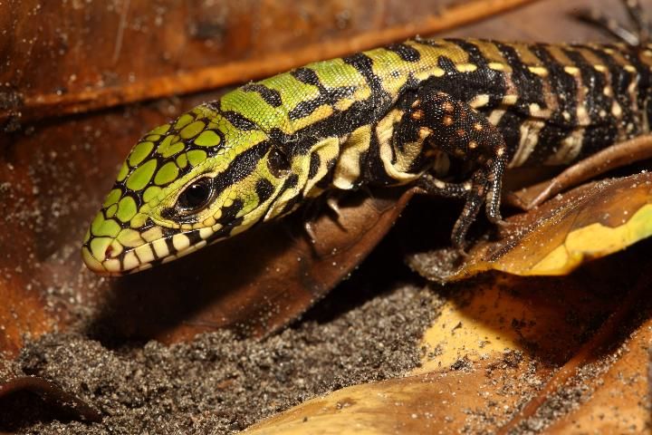 La cabeza y el cuello del lagarto overo son mucho más gruesos que los de un varano del Nilo. La lengua carnosa y bífida es roja. En los animales jóvenes, la cabeza es verdosa (como se muestra aquí).