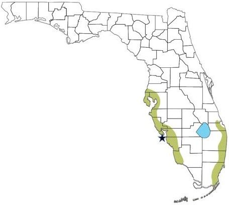 Approximate range of black spiny-tailed iguanas (Ctenosaura similis) in Florida. This map is based on personal communications with colleagues and on records in EDDMapS, the Florida Museum of Natural History herpetology database, and iNaturalist. Note that they occur throughout the Florida Keys, and there are numerous additional records of single individuals from the mainland that are not included here. Thus, this map approximates the minimum extent of where the species is likely established in Florida in 2022. The location of Gasparilla Island on Florida’s southwest coast is indicated by the star. 