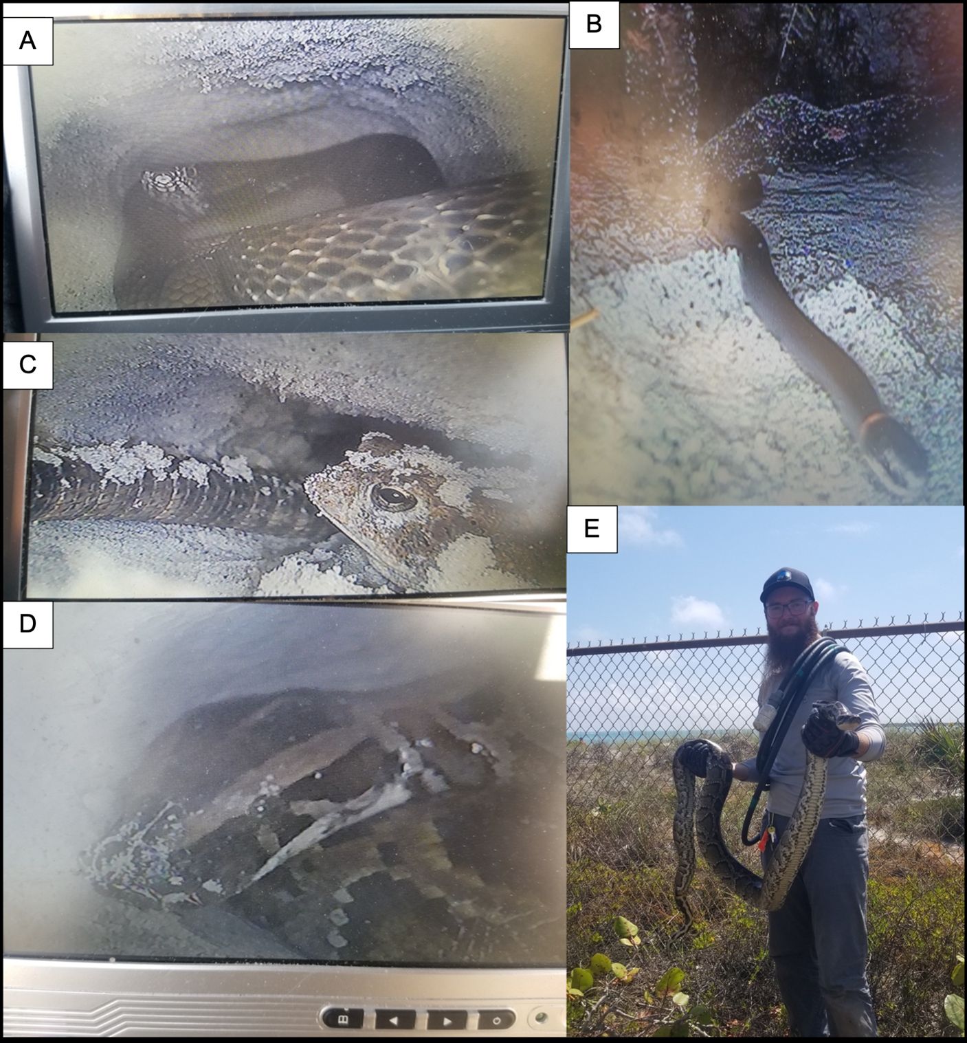 Other species found inside tortoise burrows during surveys conducted by the senior author on Gasparilla Island, FL. A) eastern coachwhip snake (native), B) southern ringneck snake (native), C) southern toad (native) with iguana tail, D; E) Burmese python (invasive). 