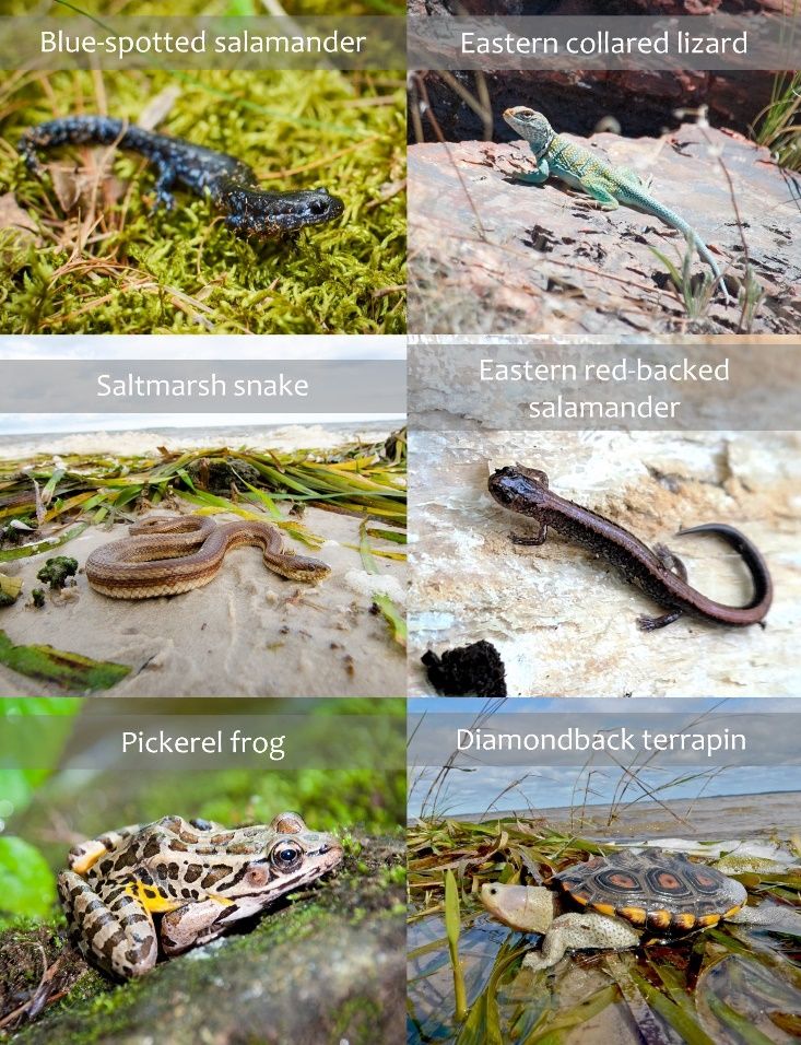 Examples of good photos for identification. Notice the animals’ faces, body patterning and coloration, and body shapes are clear in these photos. 