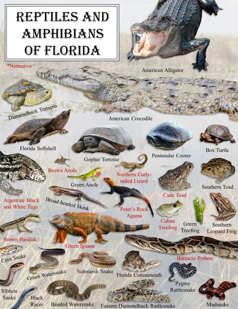 Some of the diverse reptiles and amphibians that can be found in Florida. 