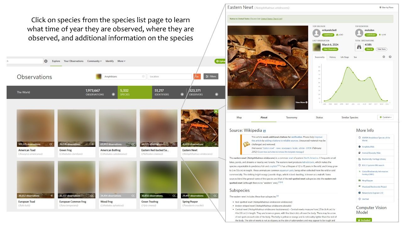 Information on how to learn more about a particular species on iNaturalist. 