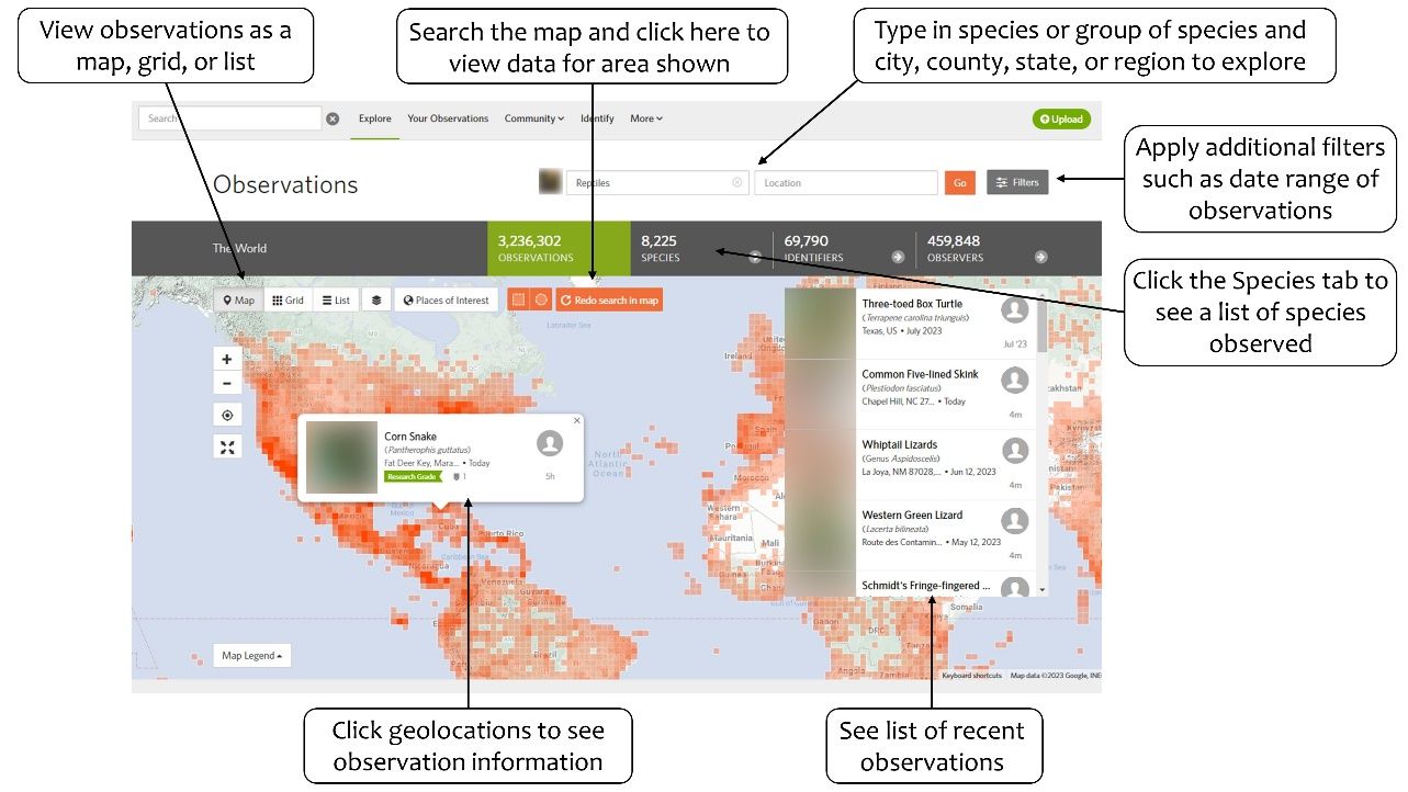 Information on how to use the iNaturalist Explore page to filter and locate observations. 