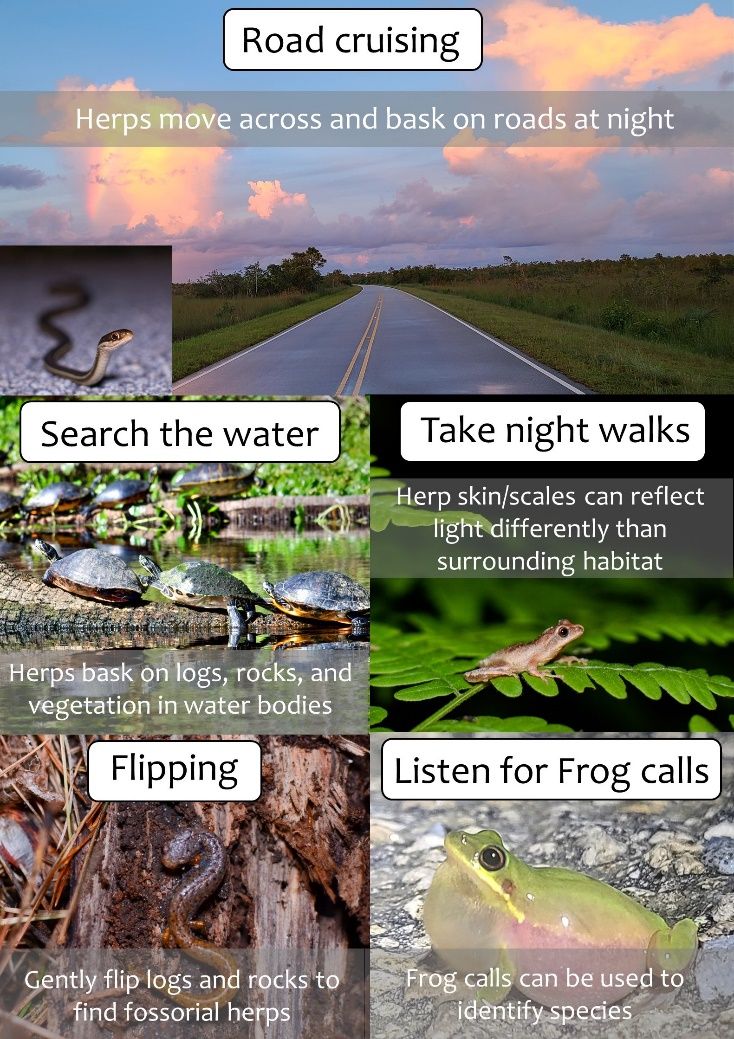 Techniques for observing reptiles and amphibians (herps) in the wild. Fossorial herps are those that primarily live underground. 