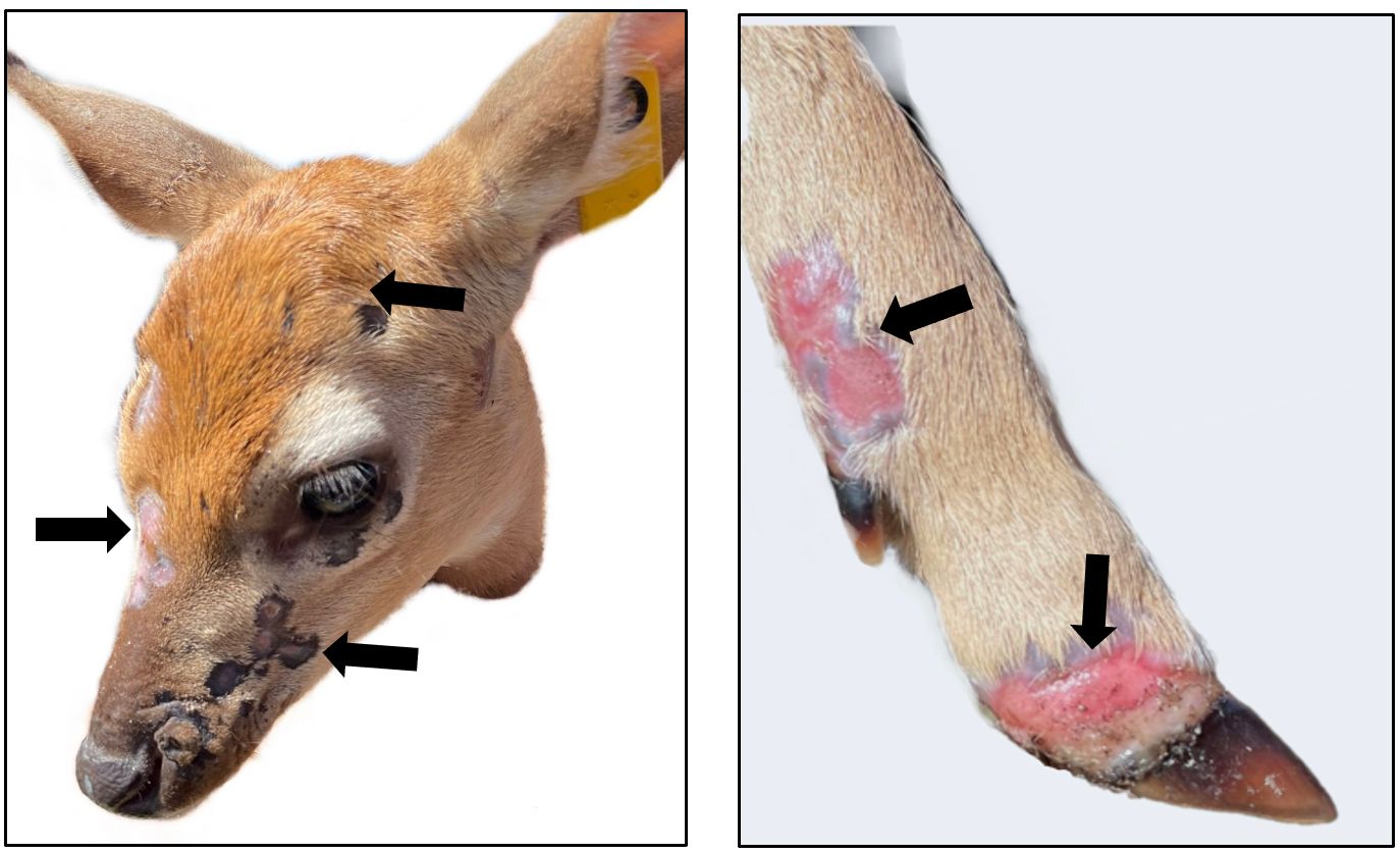 Fawn affected by deerpox virus in Florida. Multiple lesions are visible on the head surrounding the eye, nose and mouth. On the leg, similar lesions affect the hoof and surrounding area. 