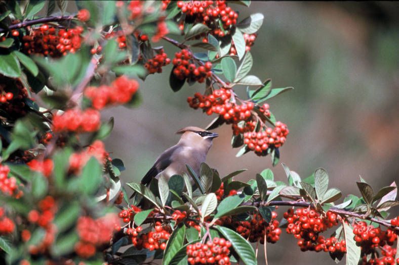 Cedar waxwing on the branch of a holly. 