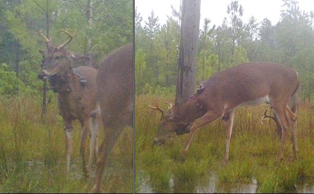 Florida wild white-tailed deer with hundreds of fibromas (warts) throughout the head, neck, shoulder and body. Some are several inches in diameter. 