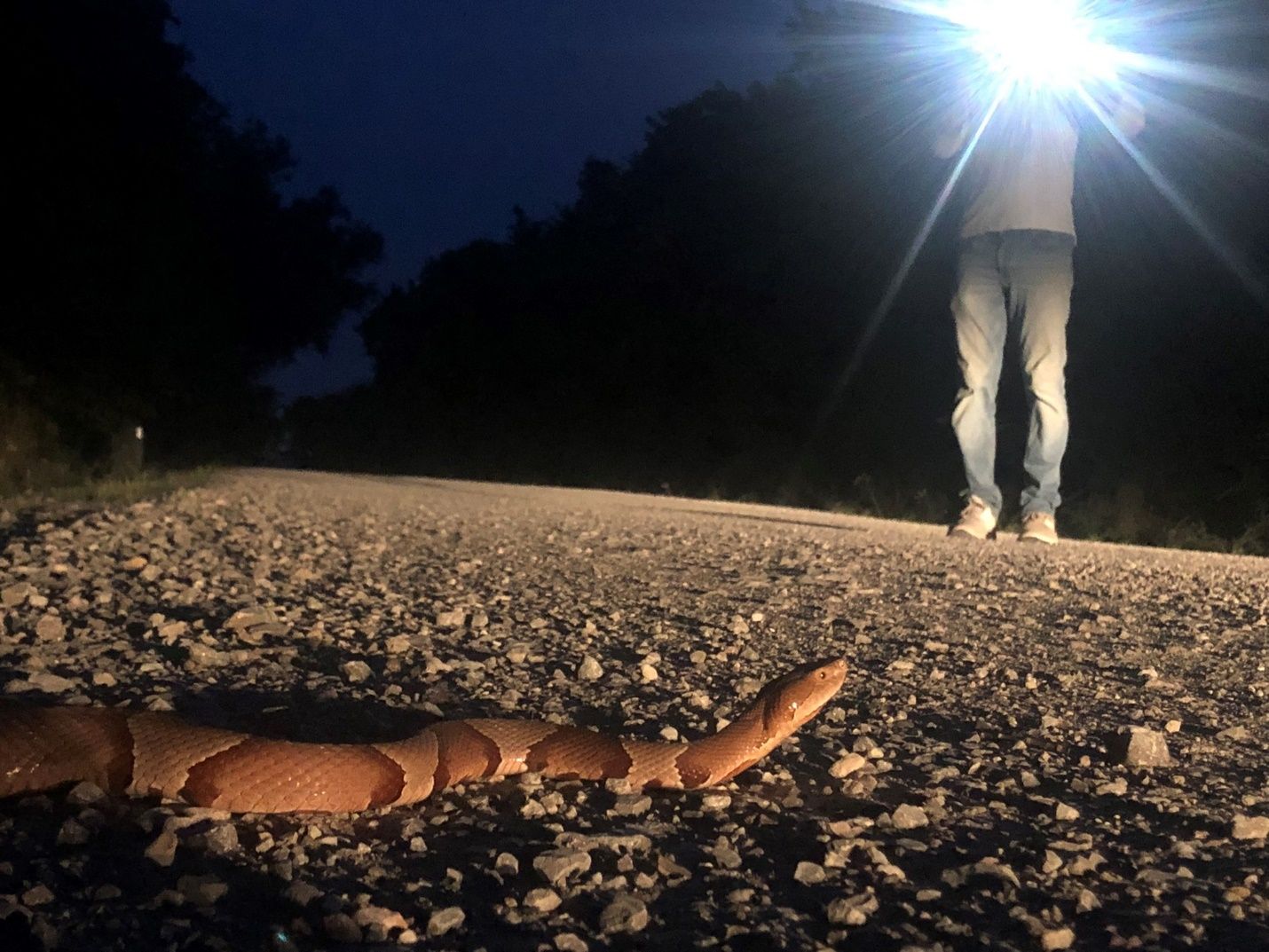 If you take the time to appreciate them and give them the respect they deserve, you may come to realize that venomous snakes, like this broad-banded copperhead (Agkistrodon laticinctus) in central Oklahoma, are beautiful animals. 