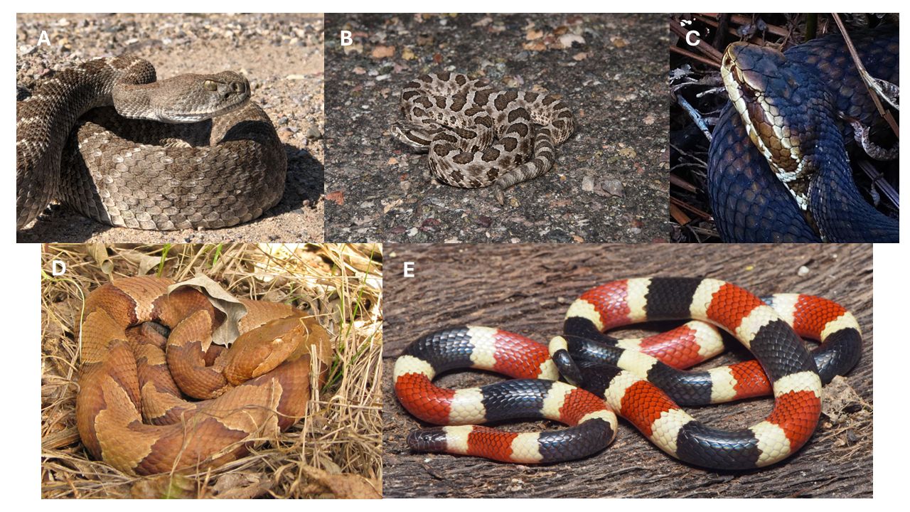 Examples of venomous snakes of the United States. A. western diamond-backed rattlesnake (Crotalus atrox); B. desert massasauga (Sistrurus tergeminus); C. Florida cottonmouth (Agkistrodon conanti); D. broad-banded copperhead (Agkistrodon laticinctus); E. Sonoran coral snake (Micruroides euryxanthus). 