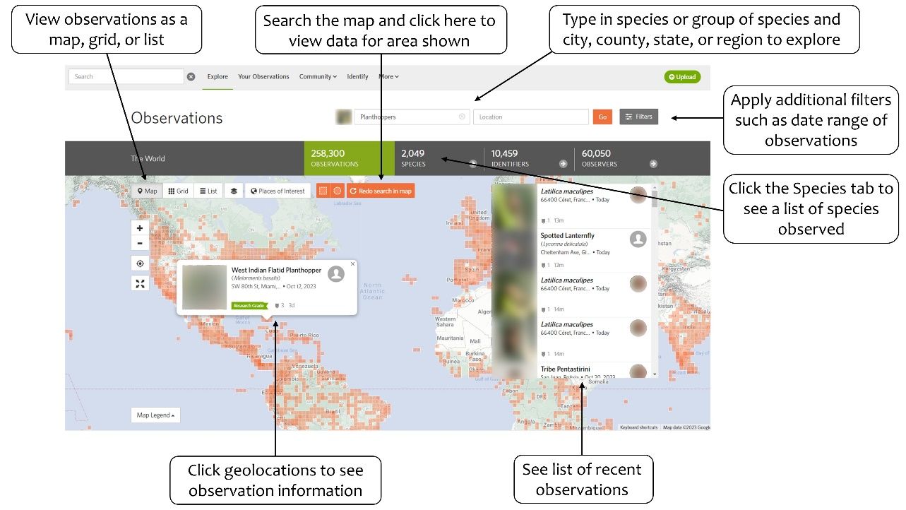 Information on how to use the iNaturalist Explore page to filter and locate observations. 