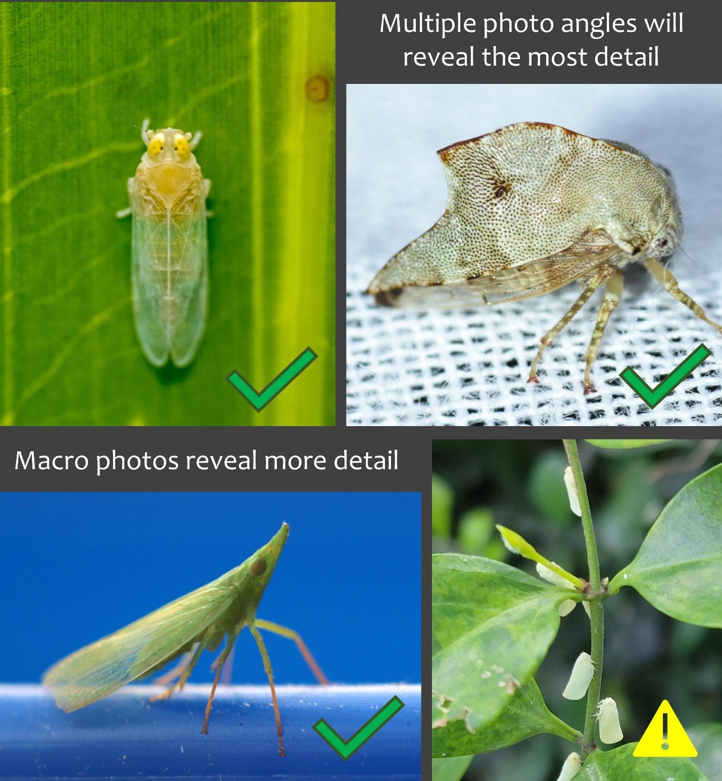 Examples of photos for identification. The top two and bottom left images are magnified to show detail. The bottom right image is perhaps not as useful for identification because the magnification is low; however, depending on this species, this picture could have enough detail for identification. 