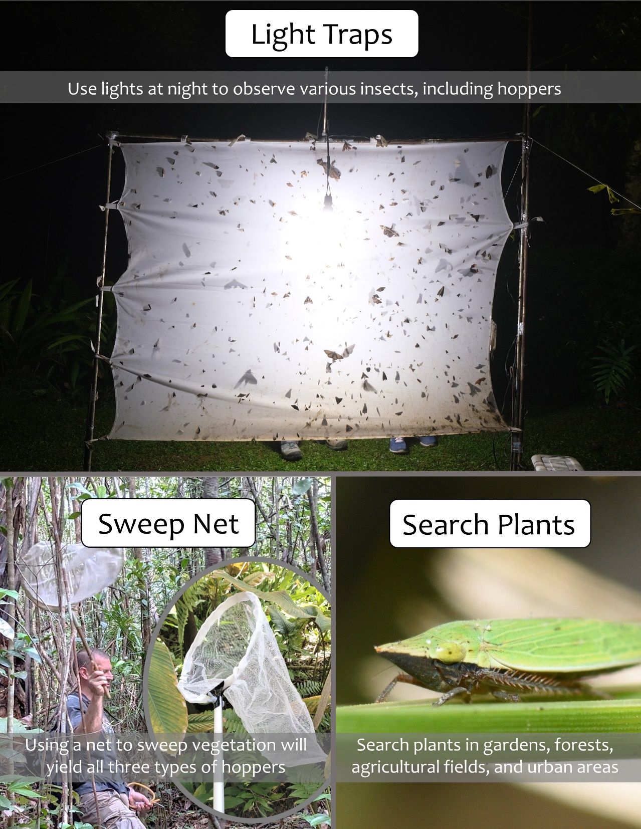 Techniques for observing hoppers in the wild. 