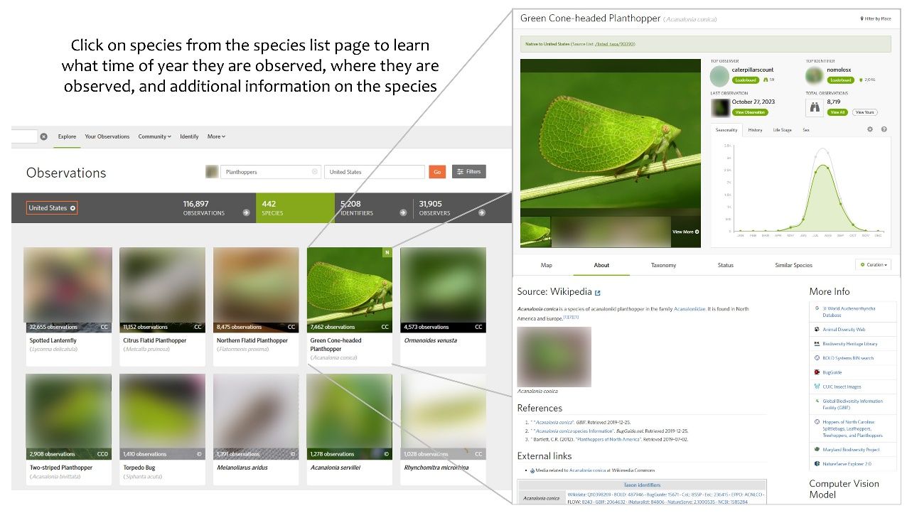 Information on how to learn more about a particular species on iNaturalist. 