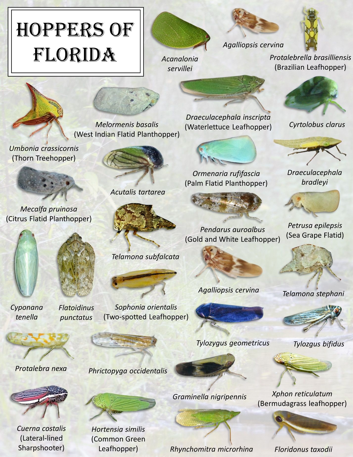 Example of selected hoppers from Florida. The scientific name is displayed in italics and the common name is displayed in parentheses. Note that not all hoppers have common names. Whenever there is no common name, we use the scientific name. 