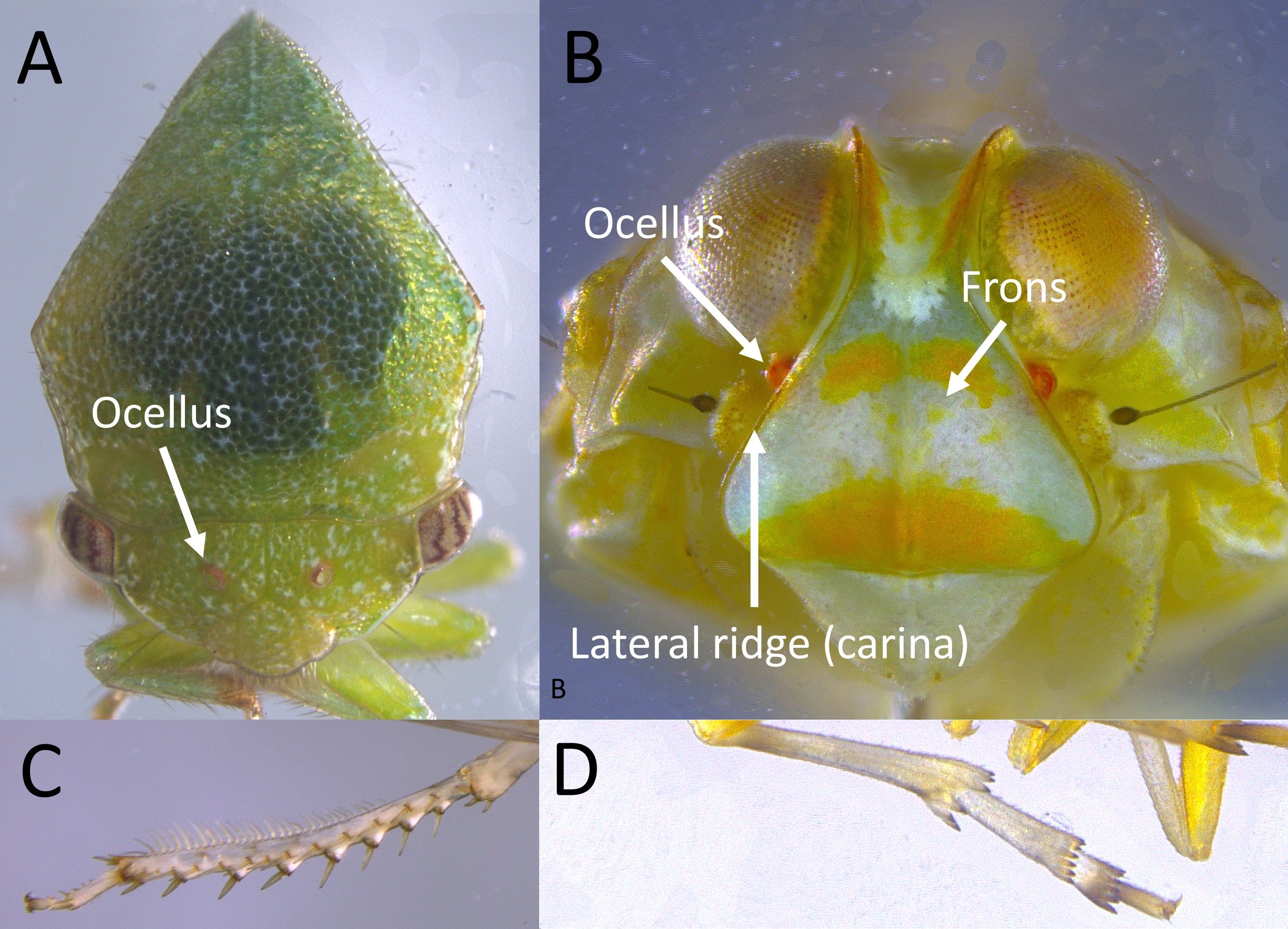 General head structure of treehoppers and leafhoppers showing absence of frons and ocelli on the front of the head. B) General head structure of planthoppers showing lateral ridges (carinae) that form a well-developed frons with ocelli on the sides of the head. C) General leg of leafhopper with row of bristles on outer margin of hindleg. D) General leg of planthopper without bristles and row of spines at the end of the hind leg and each tarsal segment. 