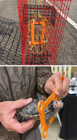 Terrapin excluder, a bycatch reduction device designed to block terrapins from entering recreational blue crab traps that possess funnel openings greater than 2”x 6”. 