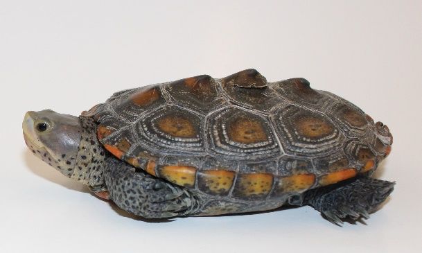 A close-up photo of a terrapin in profile.