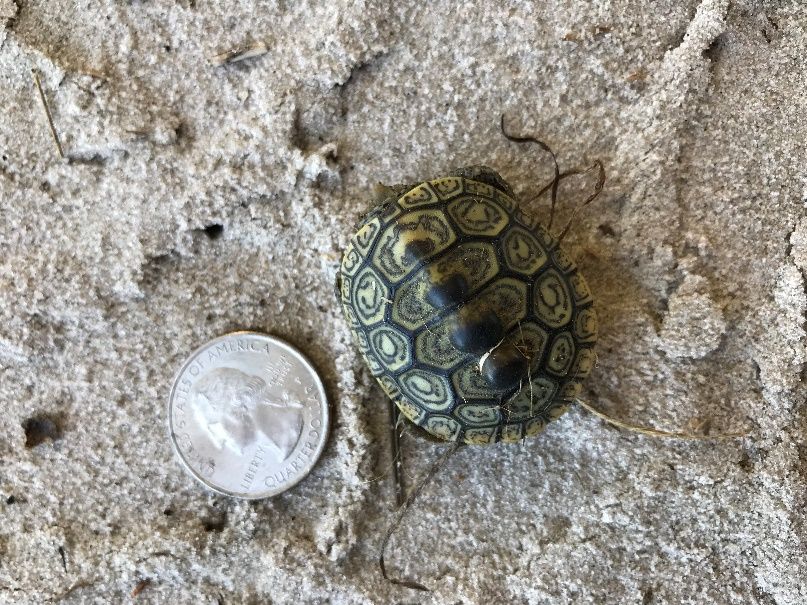 In this photo, a tiny little terrapin rests on its belly next to a shiny quarter on gray beach sand amidst little strands of wrack. The photo is taken from above. The quarter is to show scale, obviously. You could fit one quarter inside the boundaries of the terrapin, but not two. You might just get a quarter and a dime, but it would be a squeaker. The little terrapin has pulled its limbs and tail inside its carapace, and only the very tip of its nose can be seen. It is mostly yellow with pronounced dark lines around its brand-new-looking yellow diamonds. The diamonds have broken dark swirls inside, as well, and there are Greek key-esque markings in the scutes all around the edges. The infant terrapin's diamonds lack the concentric rings described in the text because this terrapin has only just hatched, so it hasn't had time to grow any rings. The overall effect is extremely decorative; you could wear this little terrapin as a brooch. But don't.