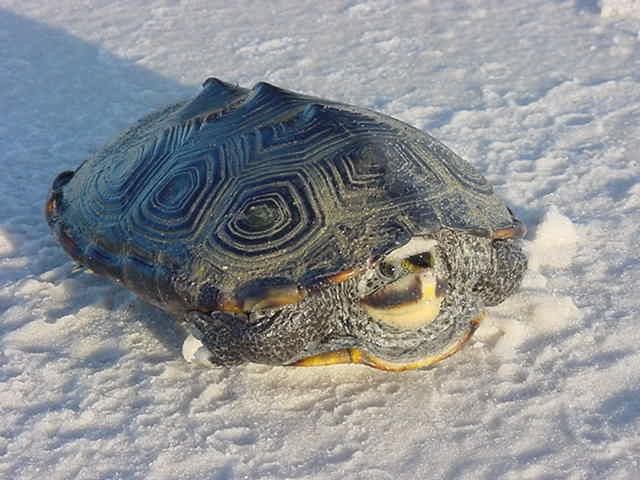 A photo of a terrapin on white sugar sand mostly facing the camera. The concentric ring "diamonds" described in the caption are clearly visible. Judging by the brightness of the light on the terrapin's face and the sand in the foreground and by the long blue shadow the terrapin casts, the photo was taken in either earlyish morning or lateish evening, and the terrapin is facing either west or east.