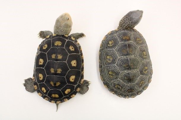 Color variation of terrapins.