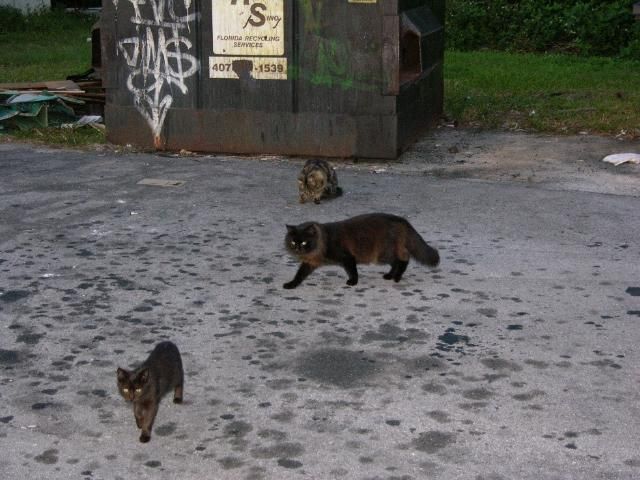 Un grupo de gatos salvajes reunidos en un terreno vacío -posiblemente un lote vacío- rodeado de vegetación, que ilustra el comportamiento gregario y las condiciones de vida al aire libre típicas de una colonia de gatos salvajes.