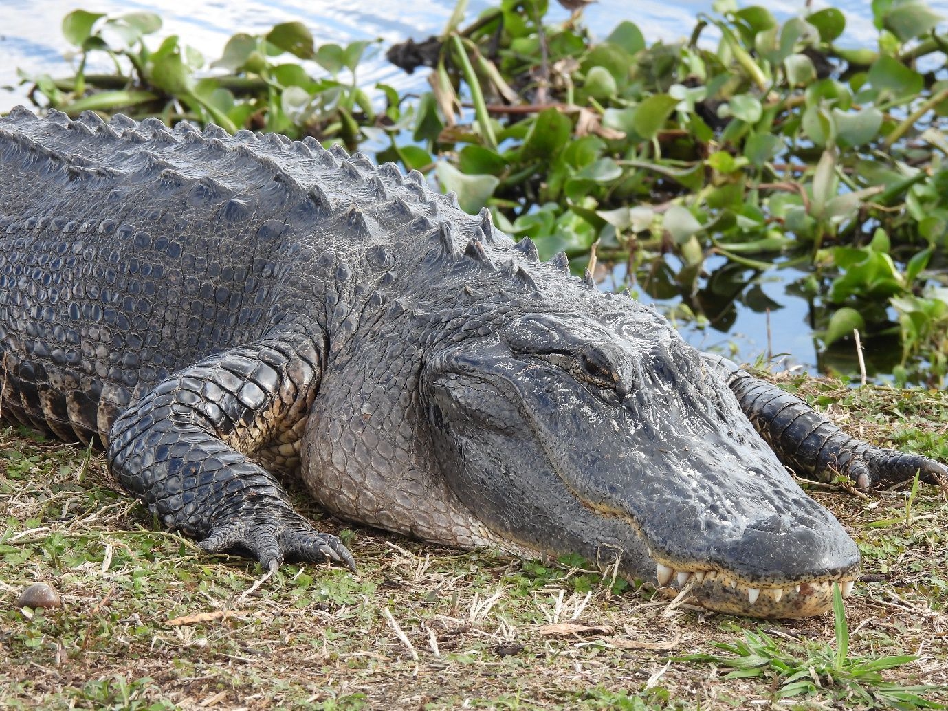 Foto de un gran caimán acostado en un pasto corto, a la orilla de un sitio con agua y plantas acuáticas.