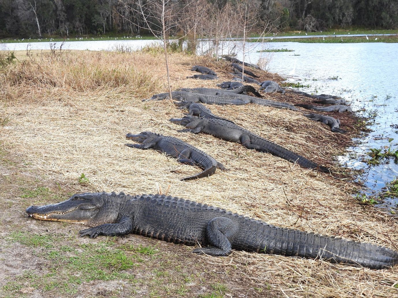 Foto de caimanes americanos tomando el sol sobre el pasto en la orilla de un cuerpo de agua en la Reserva Estatal Paynes Prairie en Gainesville, Florida