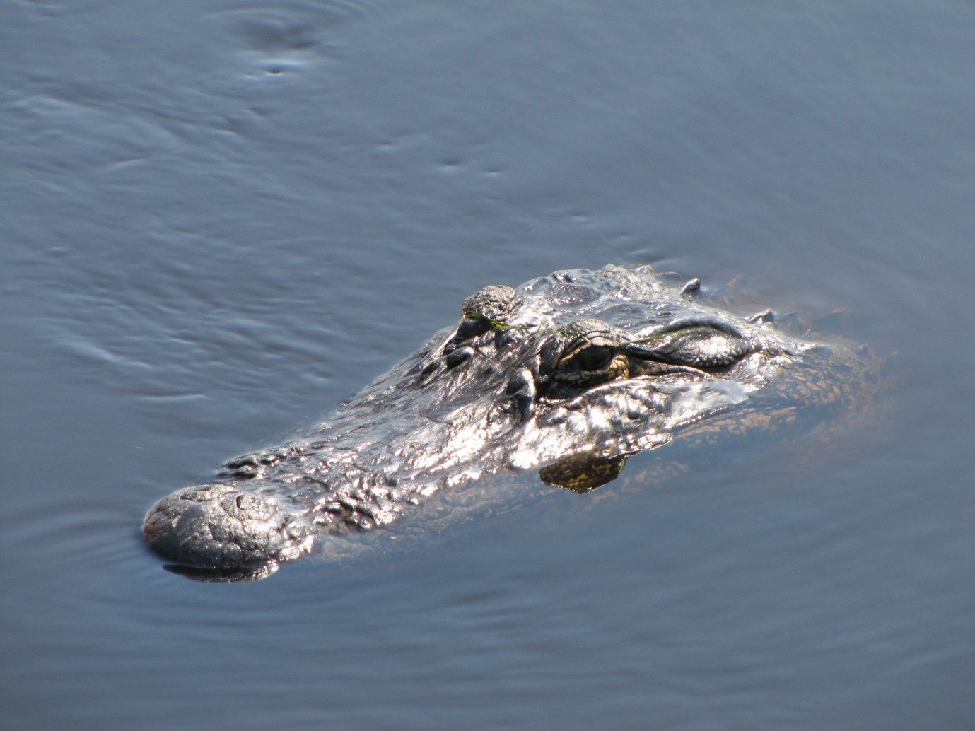 Foto de un caimán en el agua. Solo se ve parte de su cabeza. Son visibles sus ojos, hocico y narinas.