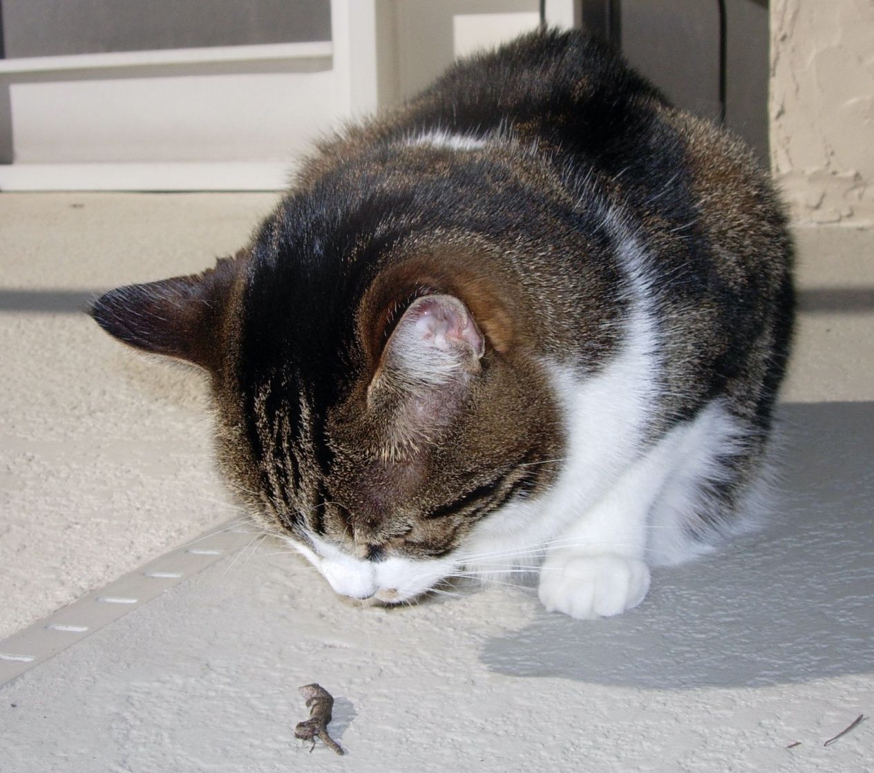 Gato doméstico de gran tamaño y de color blanco con sectores oscuros. El animal observa a un anolis pardo que parece estar muerto en el piso. El suelo es de cemento casi blanco.