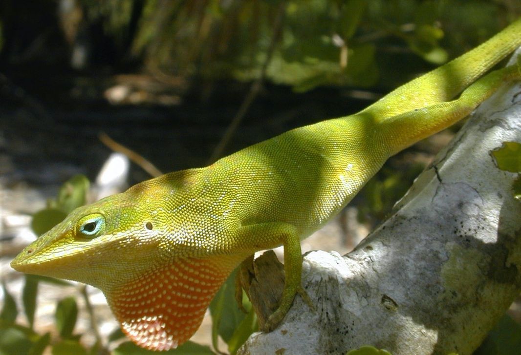Imagen de un anolis verde en un entorno natural, está posado sobre un pequeño tronco. Tiene la papada rosada extendida. Se pueden ver pequeñas estructuras de su piel y un color azulado alrededor del ojo.