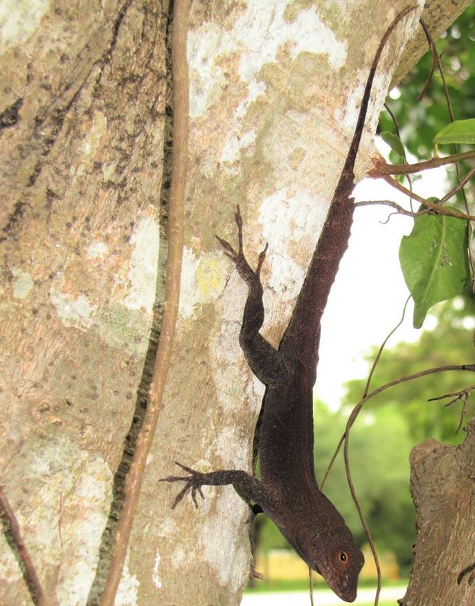 Anolis crestado sobre un tronco de árbol. El animal está mirando hacia abajo y se puede distinguir la aleta dorsal que recorre su espalda. Es de color pardo oscuro mientras que el tronco es beige claro.