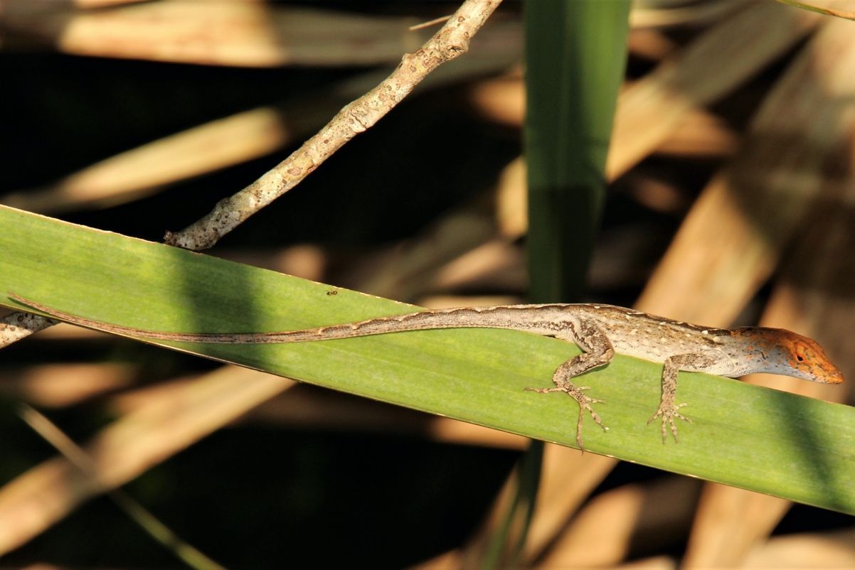 Un anolis pardo (Anolis sagrei) con la cabeza de color rojizo, posado totalmente extendido sobre una rama mirando hacia la derecha.