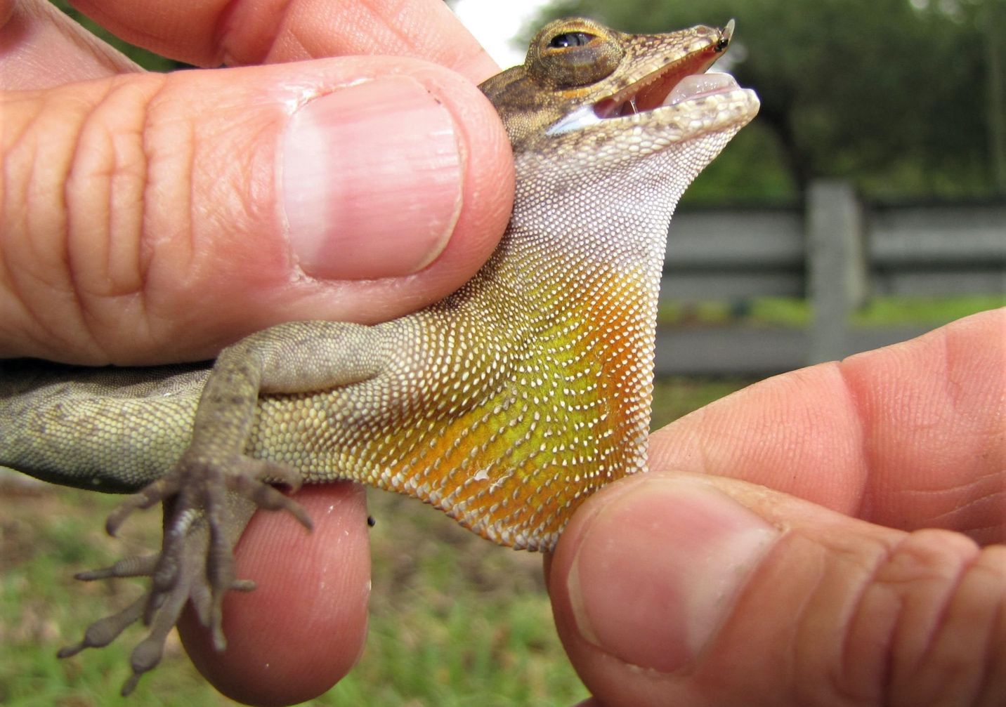 Dos manos sostienen un anolis crestado. Una mano sujeta la cabeza del animal mientras que la otra estira su papada anaranjada. El animal mira hacia la derecha de la imagen.