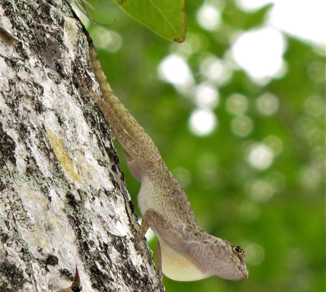 Anolis de corteza (Anolis distichus) posado sobre un tronco. El animal tiene el cuerpo beige claro con pequeñas manchas. Su papada es de color casi blanco. El animal está mirando hacia abajo en la imagen.