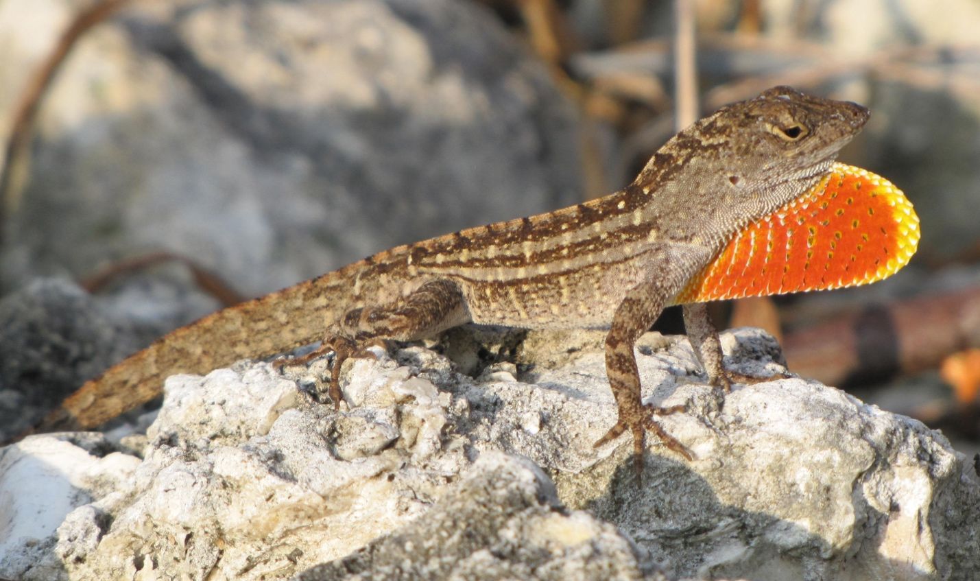 Anolis pardo con la papada extendida; la papada es de color naranja con un borde amarillo, usada para señalizar su presencia. Está posado sobre una roca y se orienta hacia la derecha de la imagen.