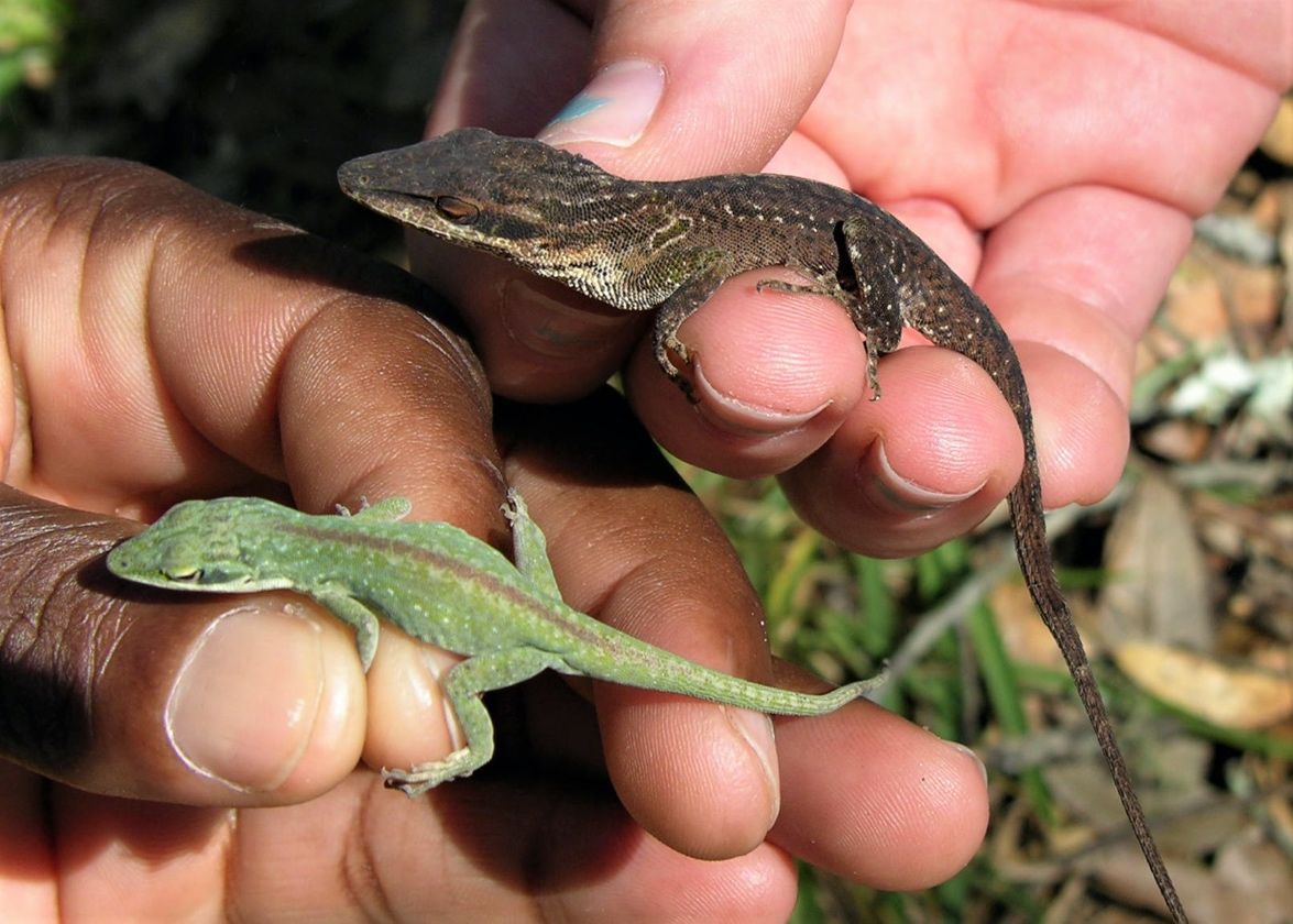 Dos manos que muestran dos anolis. Una mano sostiene un anolis verde mientras que la otra mano sostiene un anolis pardo.  Ambos animales miran hacia la izquierda en la imagen.