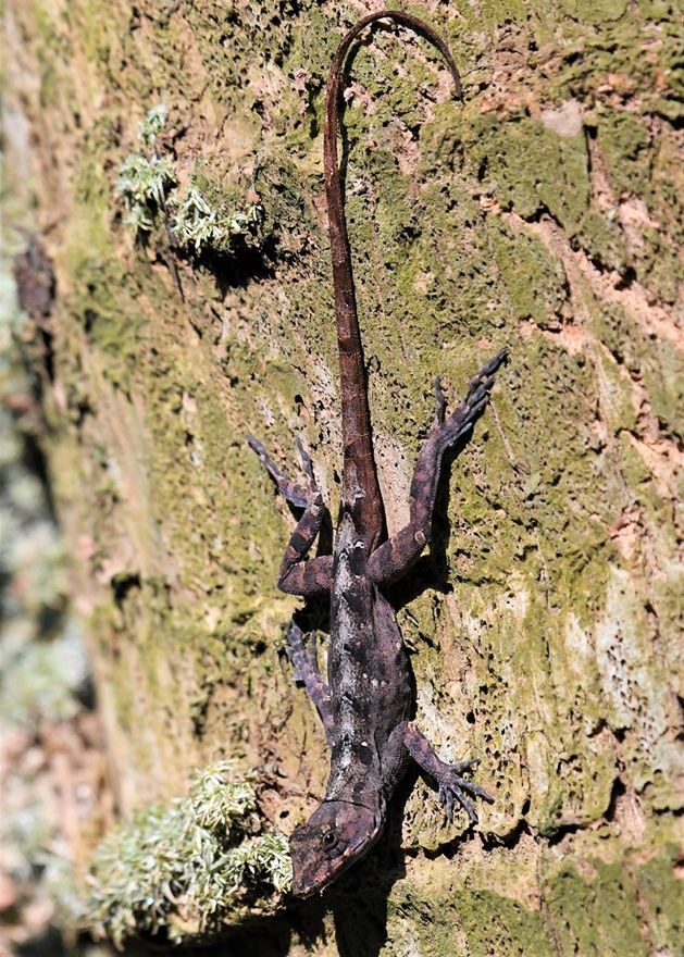 Anolis pardo de color oscuro con un patrón dorsal marcado de rayas y manchas sobre fondo marrón, posiblemente la corteza de un árbol.
