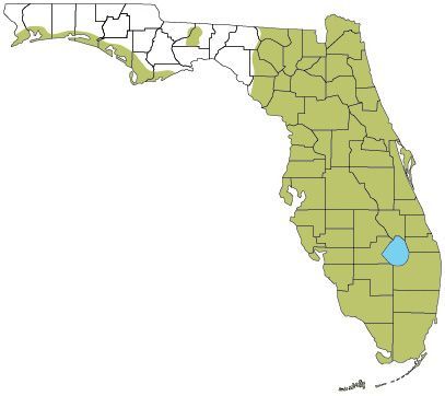 Mapa de Florida que muestra el rango de distribución actual del anolis pardo, que abarca toda la península, áreas costeras del noroeste y la región de Tallahassee. Esta distribución está marcada con un color verde sobre fondo blanco.
