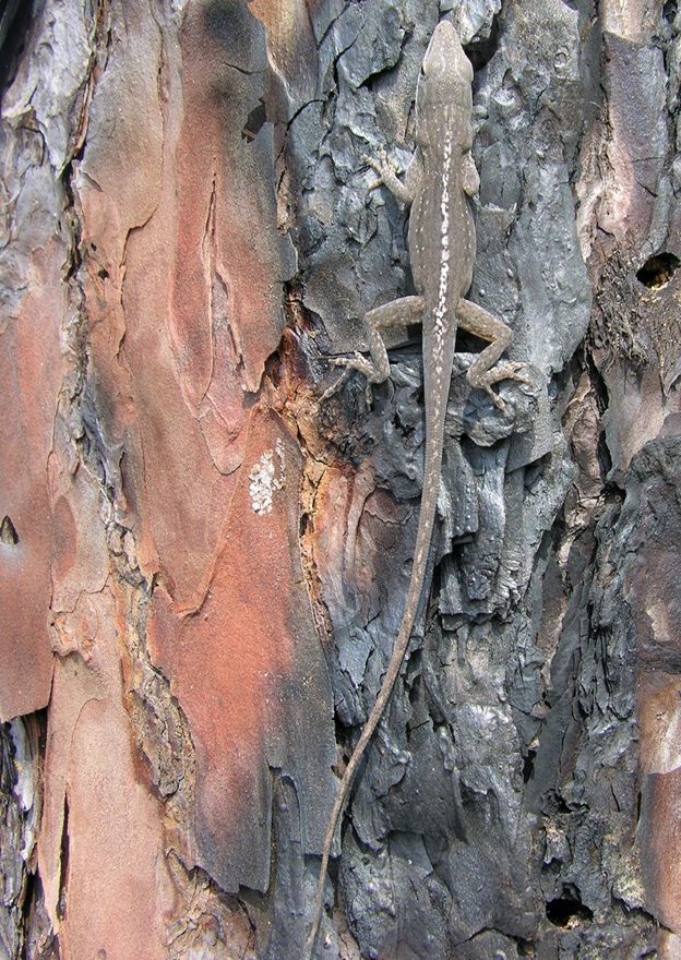 Anolis verde posado sobre un tronco marrón rojizo. Tiene una línea clara delgada que recorre el centro de su dorso. El animal está adosado al tronco y la toma de la cámara es de frente, por tanto se ve completamente de espaldas.