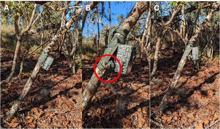 Tres imágenes consecutivas de un tronco delgado inclinado hacia la derecha formando un ángulo de cuarenta y cinco grados. La primera foto muestra que la cámara trampa adosada al árbol quedaría enfoncando al suelo. En la segunda imagen se destaca un tronco usado como cuña entre la cámara y el árbol de manera de evitar la inclinación. La tercera imagen es más lejana y se ve cómo quedaría la cámara correctamente.