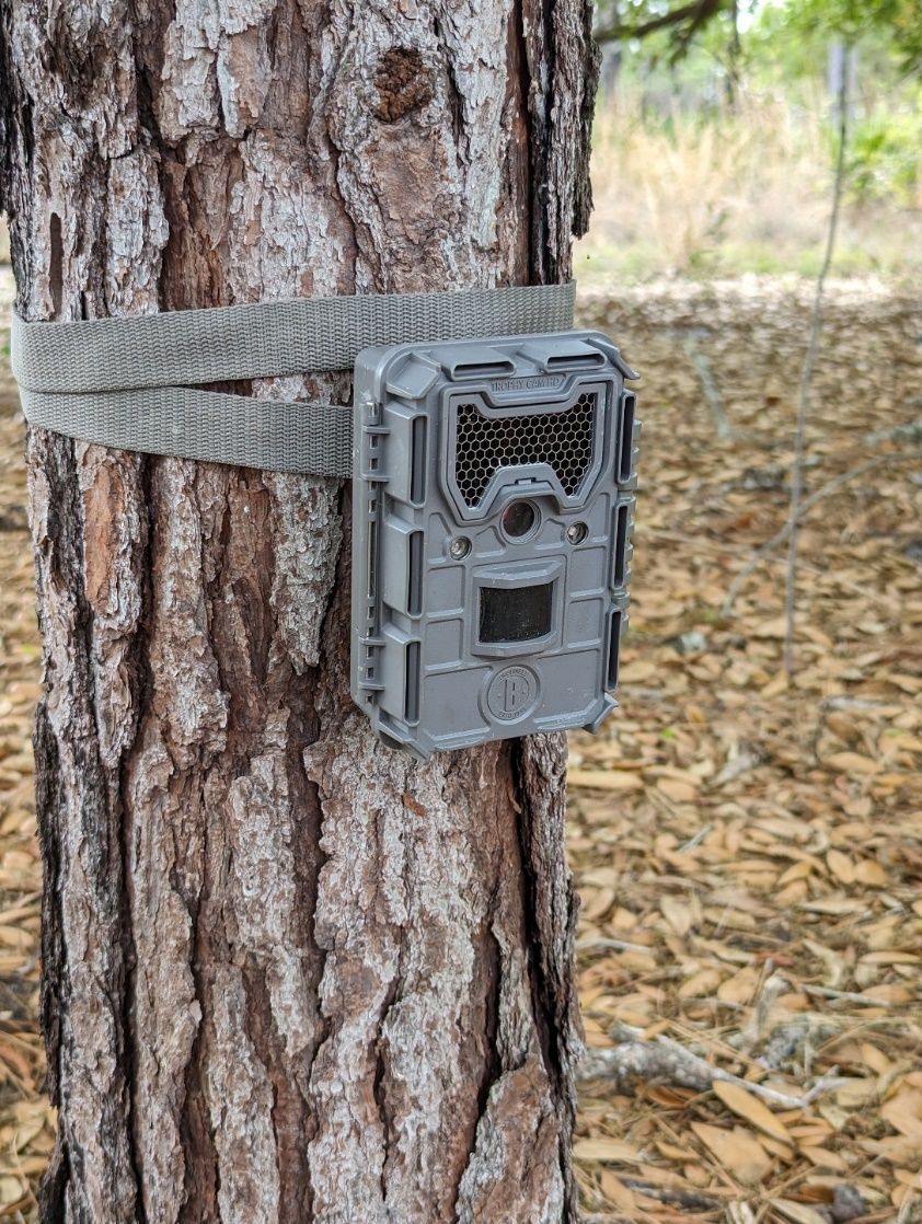 Foto de una cámara trampa adherida al tronco de un árbol de pino mediante bandas de tela.