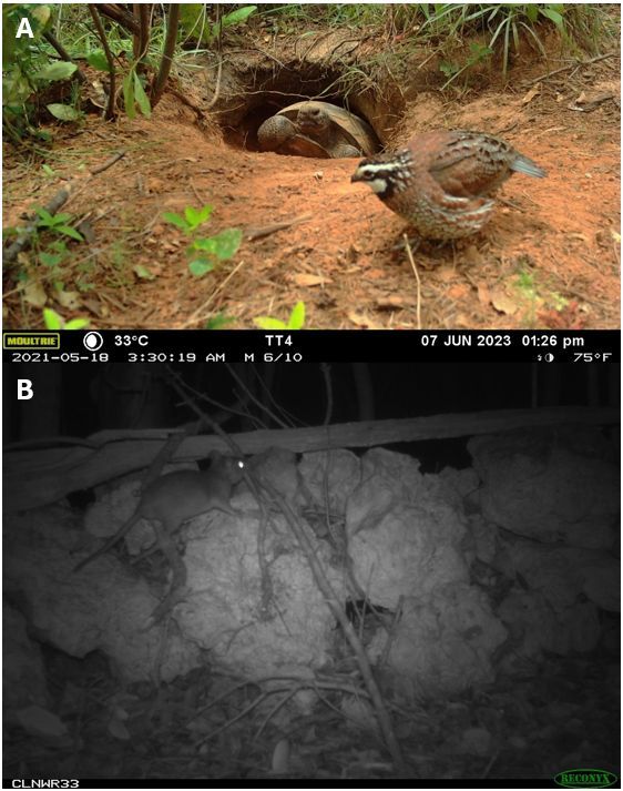 Foto que muestra dos imágenes, una superior de una toma a una madriguera de tortuga de tierra. Se ve la tortuga saliendo justo cuando pasa una codorniz blanca. la imagen inferior es en blanco y negro, muestra la toma de una estructura de nido suplementaria donde se ve a una rata de los bosques de Cayo Largo en plena acción de apilamiento de palos.