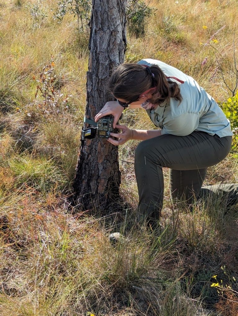 Foto de una persona de rodillas en el pasto cerca de un tronco de árbol de pino, colocando la cámara trampa con bandas alrededor del tronco.