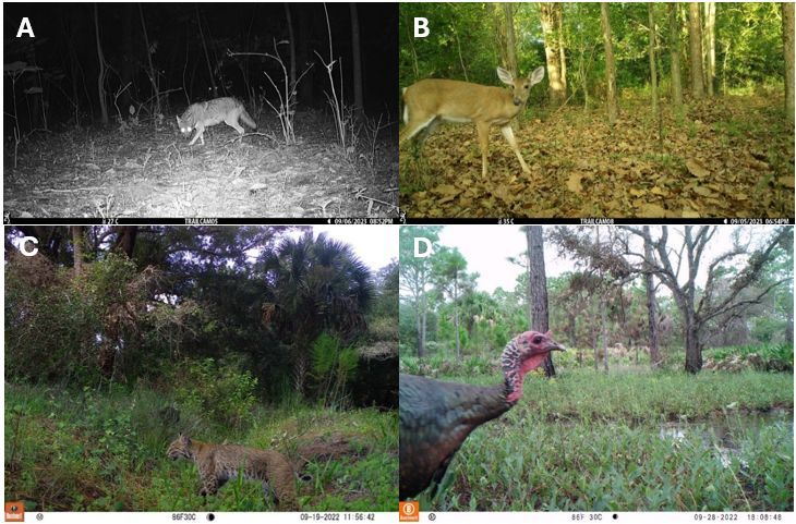 Imagen de un collage de cuatro fotos tomadas por cámaras trampa. La primera en la parte superior izquierda muestra un coyote en blanco y negro de noche. la segunda a la derecha, una cierva en el bosque mirando de frente. La tercera imagen muestra a un gato montés de perfil caminando y la cuarta foto muestra un pavo cerca de un pequeño ojo de agua.