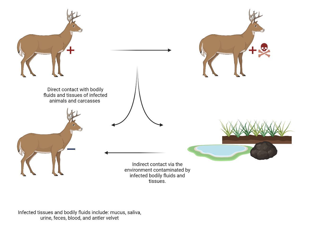 Ilustración que muestra imágenes de varios venados, tierra, agua y heces. En este diagrama se explican las diferentes vías de contaminación con CWD. Una de ellas es por el contacto directo con fluidos y tejidos corporales de animales contaminados vivos o muertos. La otra vía de contaminación es el ambiente contaminado como agua, suelo o heces.