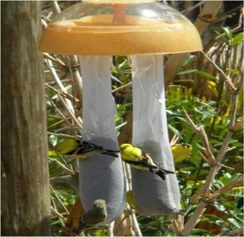 tress pajaros con plumas amarillas se sostienen de un comedero de nyjer mientras comen del mismo.