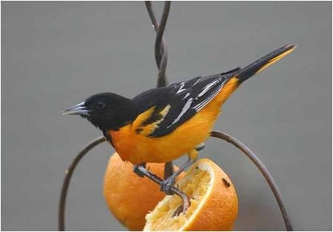Un pájaro con plumas naranjas y negras alimentándose de una naranja.
