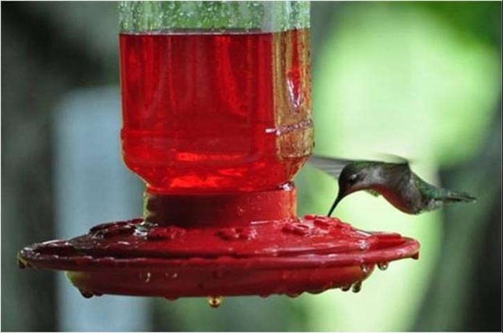 Un colibrí bebiendo de un comedero con agua dulce.