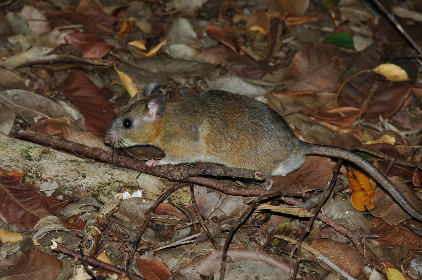 Foto de una rata arbolícola de Cayo Largo mirando hacia la izquierda, pelaje color pardo claro. Está posada sobre una estaca de madera en el suelo sobre una hojarasca. El entorno es de poca luz por lo que probablemente fue captada de noche.