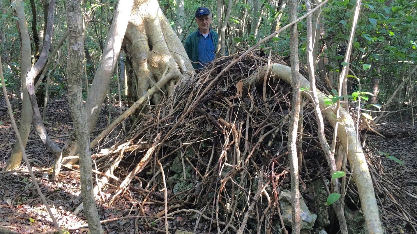 Un gran montículo de ramas entre la maleza en primer plano. Una persona está de pie detrás, a lo que parece una distancia considerable. Este nido de gran tamaño ocupa  la mitad de la imagen. El fondo es un follaje denso de árboles medianos.